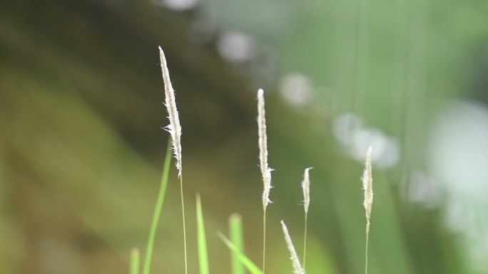 春天植物