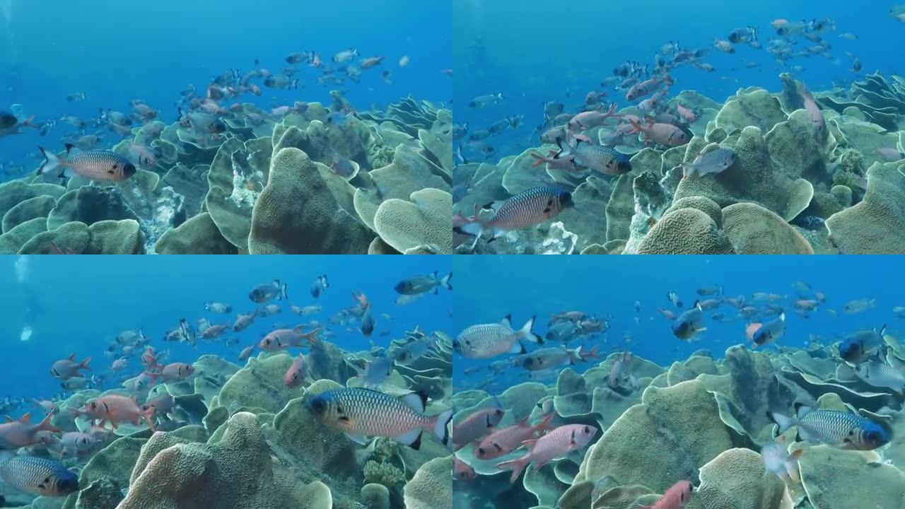 白菜珊瑚群落，大眼鱼学校