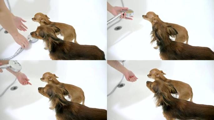 那只梗在浴缸里洗。体积大而白色。狗在街上不断被洗。使用了独家洗发水。洗两只狗，先是短毛，然后是长羊毛