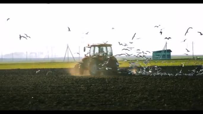 春天，一群海鸥飞鸟在拖拉机耕田后面。农业季节的开始