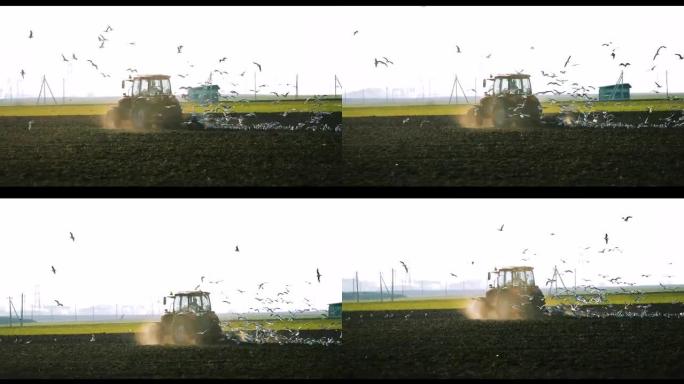 春天，一群海鸥飞鸟在拖拉机耕田后面。农业季节的开始