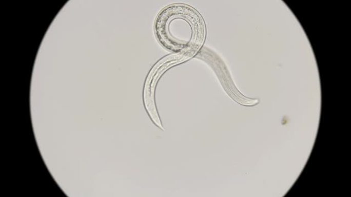 显微镜下的线虫