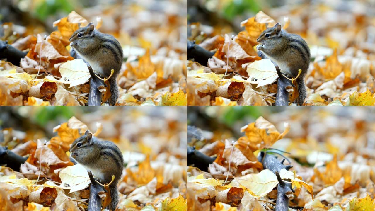 花栗鼠老鼠鼠类啃食