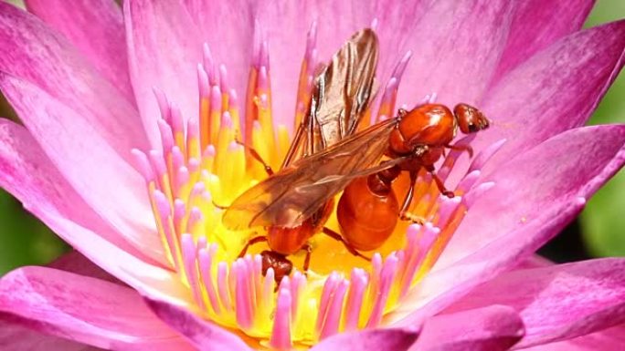泰国清迈粉红莲花中的地下蚂蚁