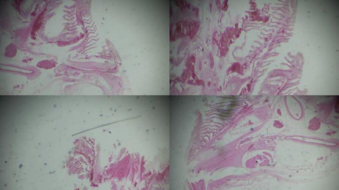 显微镜下的鱼鳃横截面