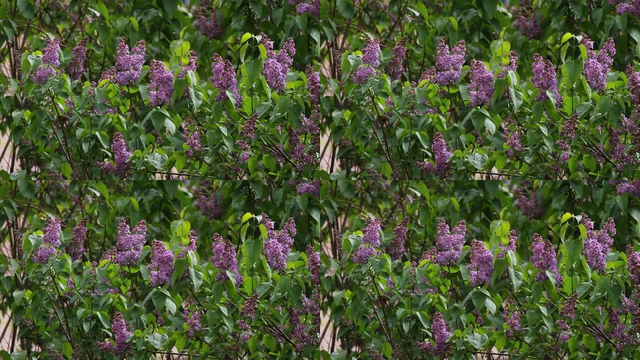 丁香。紫丁香或带有野生鸟类歌曲的注射器。五颜六色的紫色丁香花开绿叶。花卉图案。丁香背景纹理。丁香壁纸