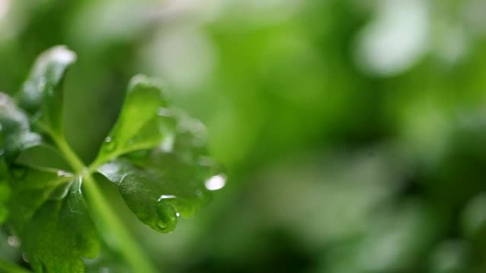 浇水芹菜幼苗