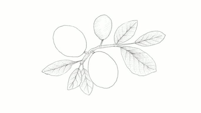 Cocoplum水果视频剪辑手绘