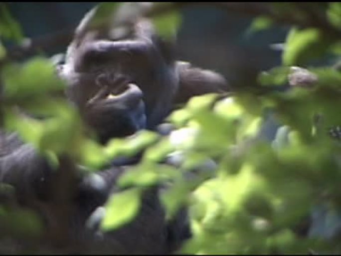 大猩猩在树上吃东西