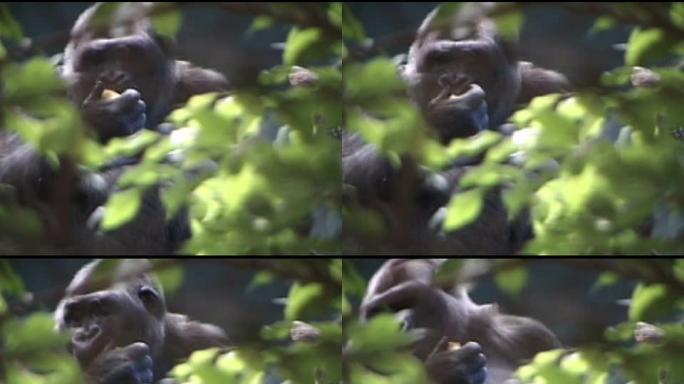 大猩猩在树上吃东西