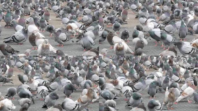 城市中的大量鸽子