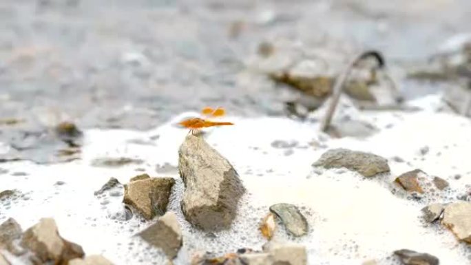 特写龙飞在湖中的岩石上移动波浪