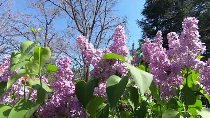 紫丁香开花。双花丁香。风用美丽的花朵摇曳着树枝。
