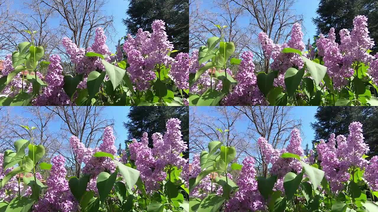 紫丁香开花。双花丁香。风用美丽的花朵摇曳着树枝。