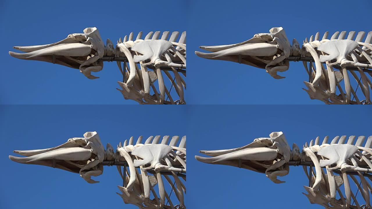 鲸鱼骨架、齐菲乌斯、卡维斯特里斯、富埃特文图拉、4K