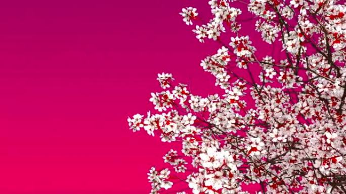 樱花樱桃树开花复制空间粉色背景