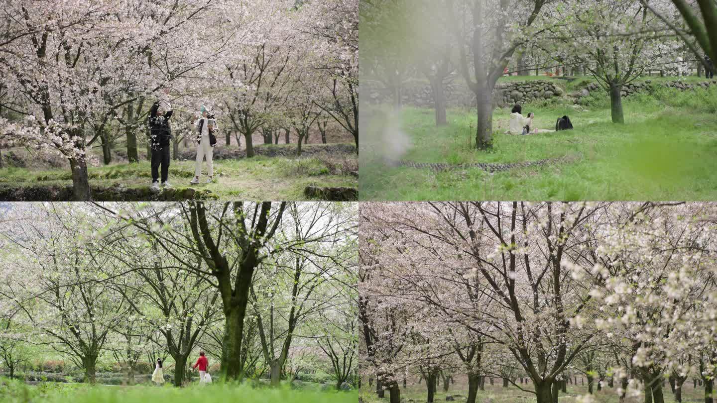【合集】樱花 纷飞 游客 野餐