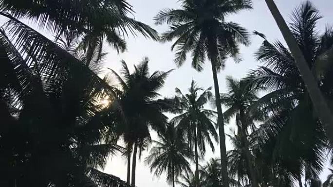 蓝天上的椰树