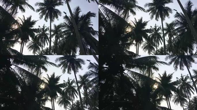 蓝天上的椰树