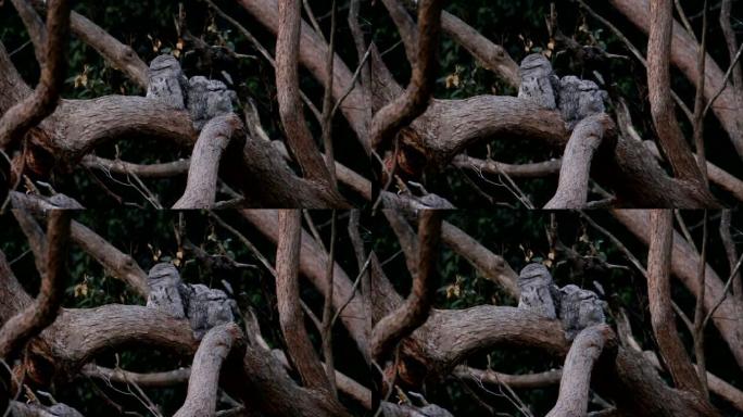 野生黄褐色的蛙嘴猫头鹰家族在树上休息