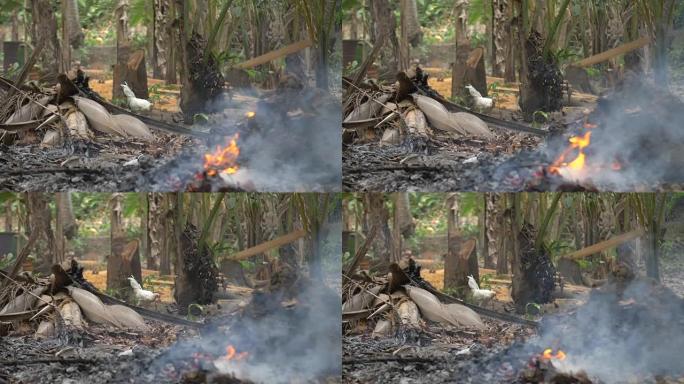 印尼丛林里的鸡被一些燃烧的叶子烧死了