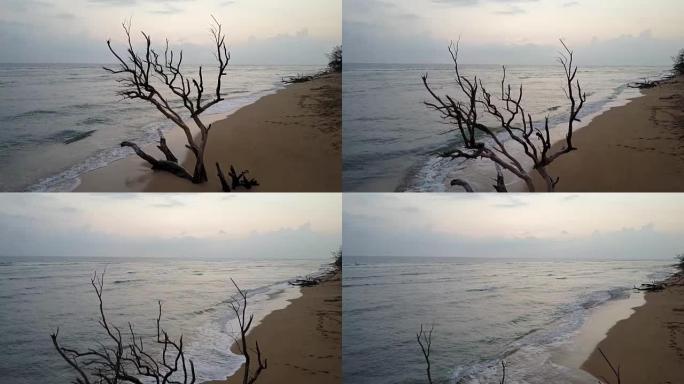 茂宜岛海岸线空旷海滩上枯树后的日落