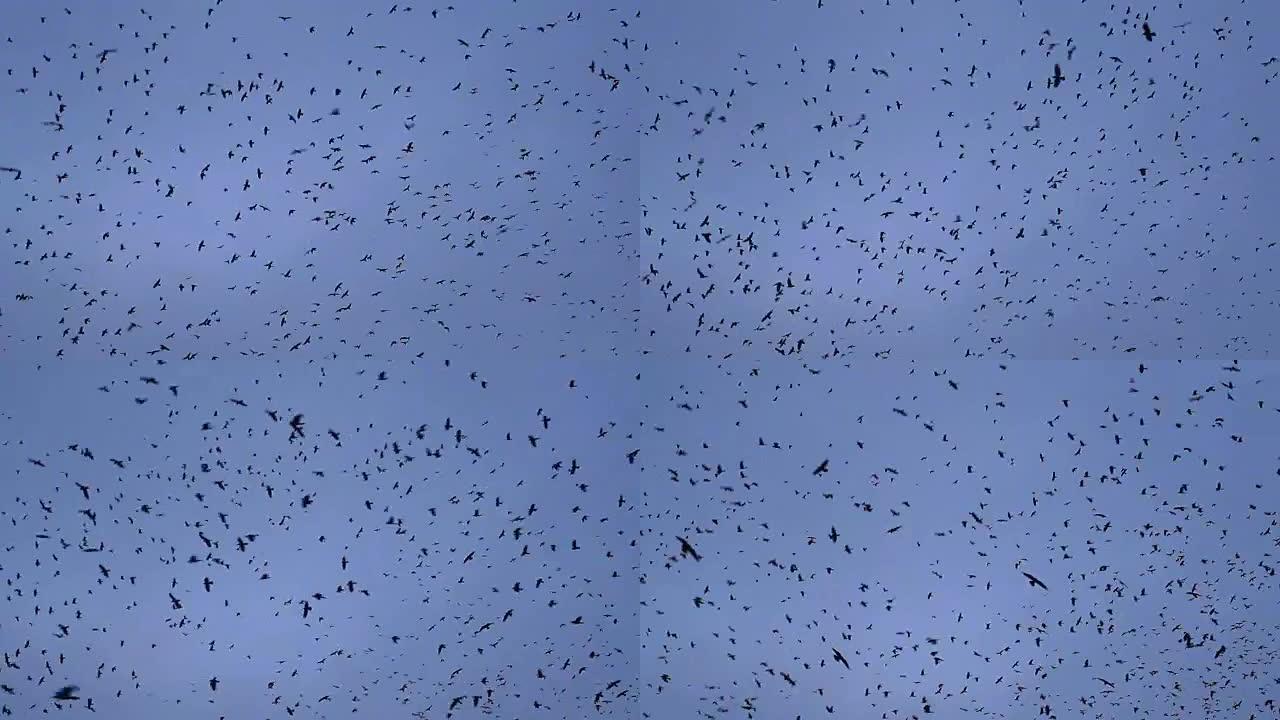 许多乌鸦在旋转，在天空中飞翔。