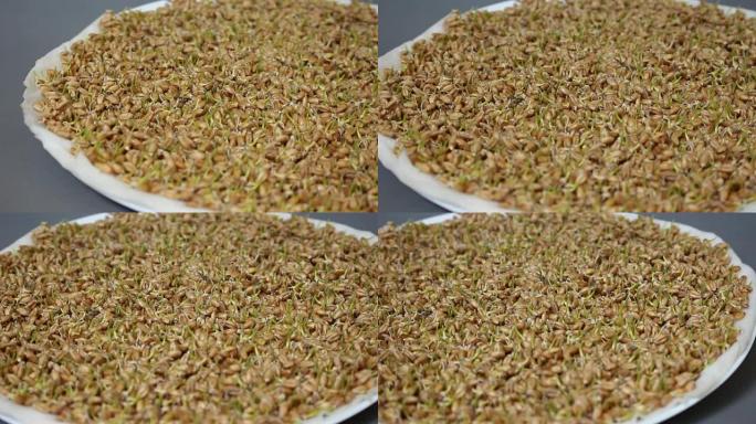 微绿。发芽种子。吃豆芽。在家中生长发芽