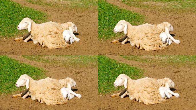 绵羊家族在阳光中休息。