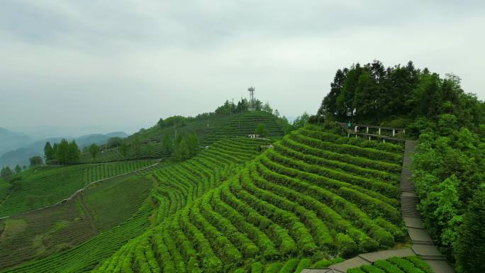 茶山航拍