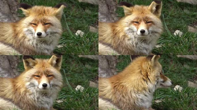 草原-比利牛斯山脉的普通狐狸