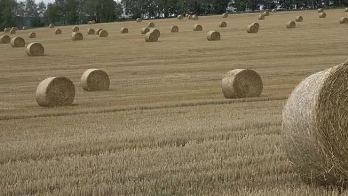 Wheat field after harvest with straw bales. Row of