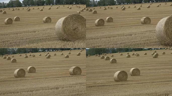 Wheat field after harvest with straw bales. Row of