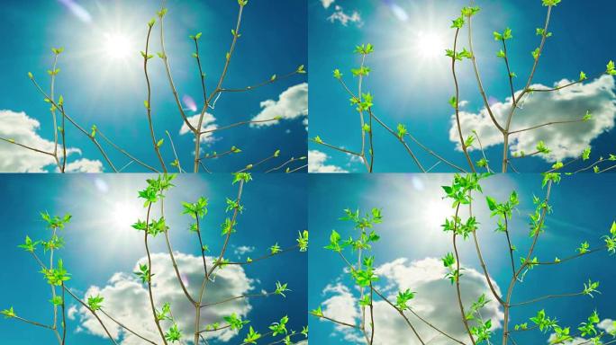 春天发芽的叶子，随着时间流逝的云