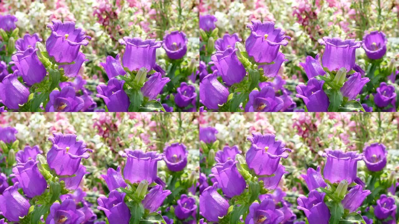 紫色坎特伯雷铃铛花