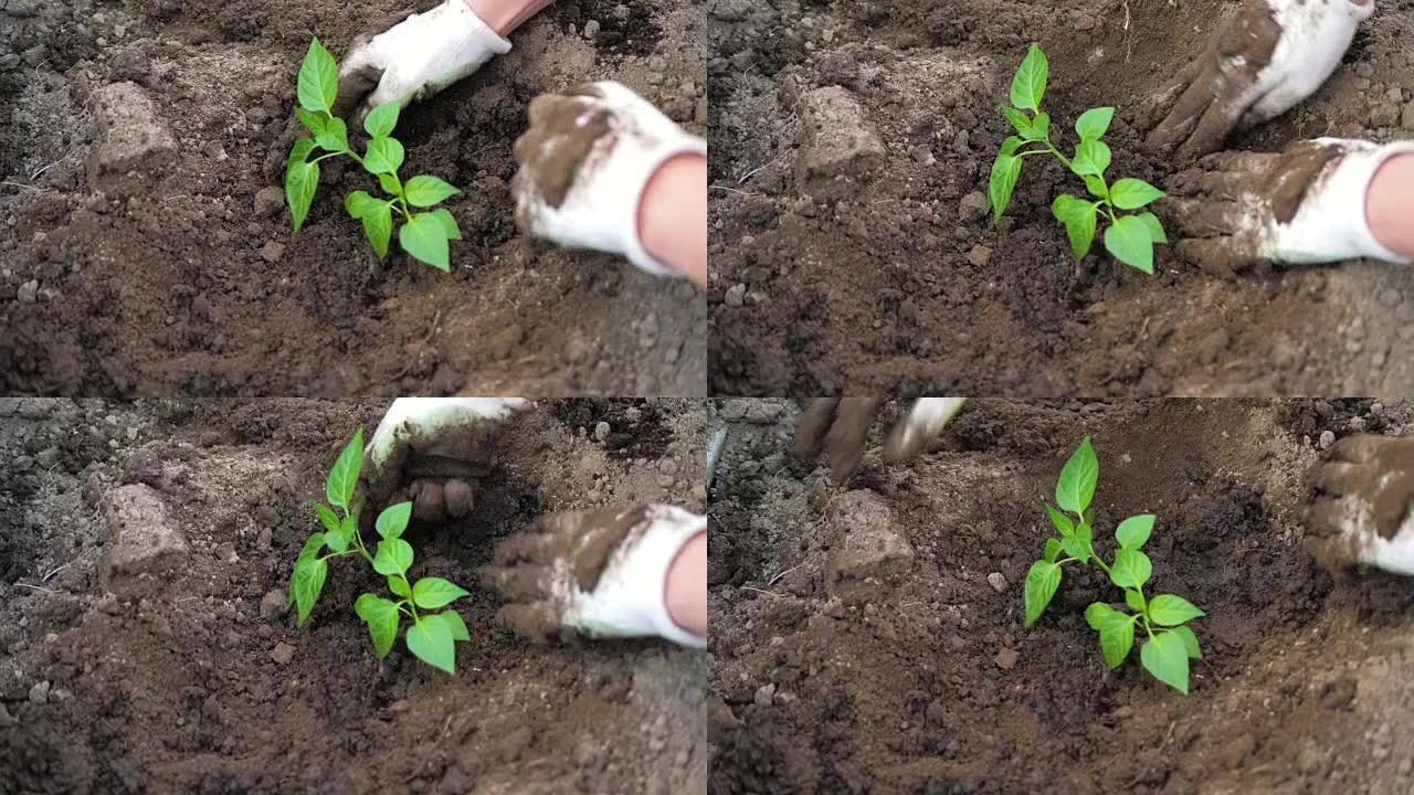 农民双手松开周围的土壤并种植西红柿的幼苗