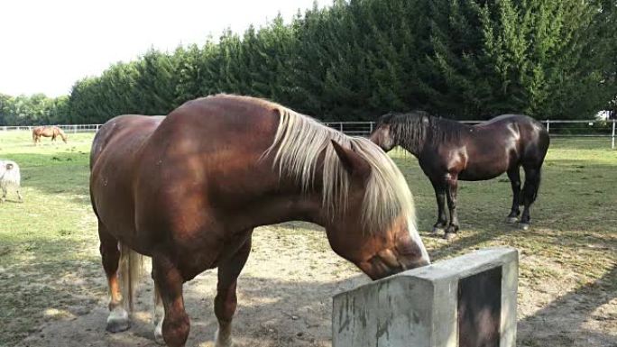 Horse drink water on the farm