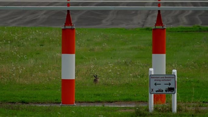 杜塞尔多夫机场跑道附近的野兔