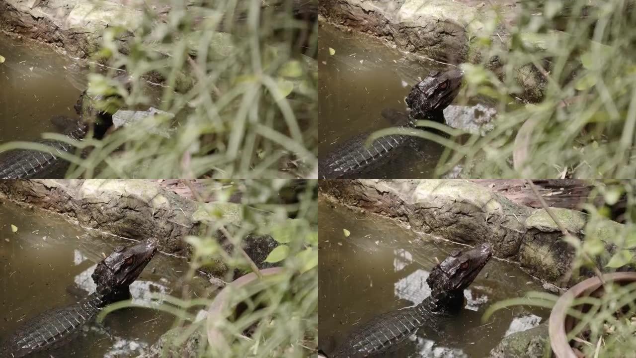水中的鳄鱼
