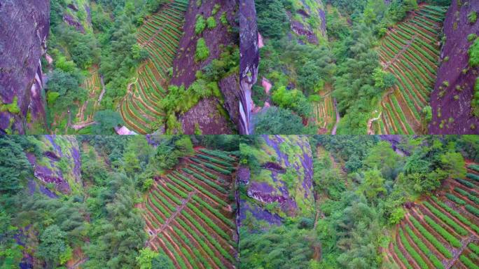 航拍武夷山大红袍母树茶园茶山茶园小路