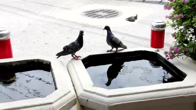 鸽子吃水