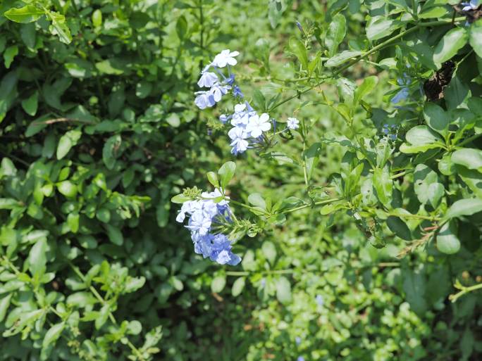 蓝雪花