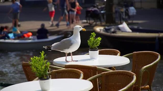 海鸥坐在餐桌上咖啡馆