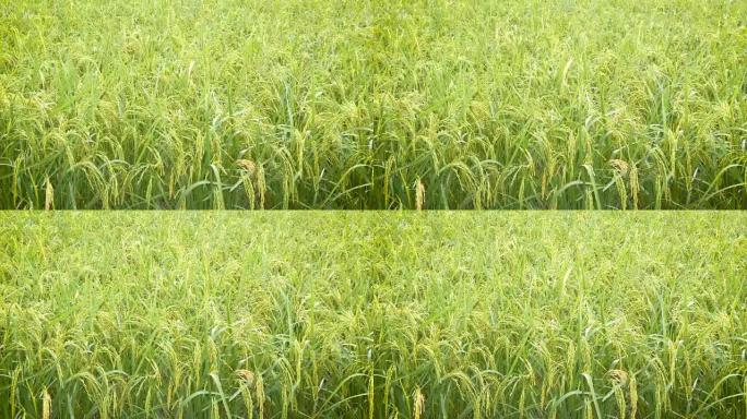 环境声稻田绿色新鲜大米上的4k雨滴