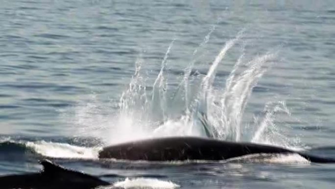 鲸鱼扇耳光慢动作