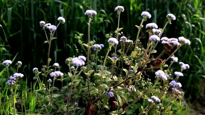 Jasione Montana，羊的比特花 (草本植物)