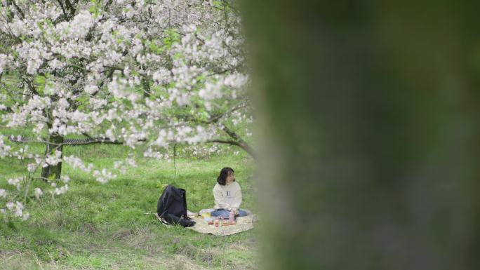 樱花树下的母子 野餐