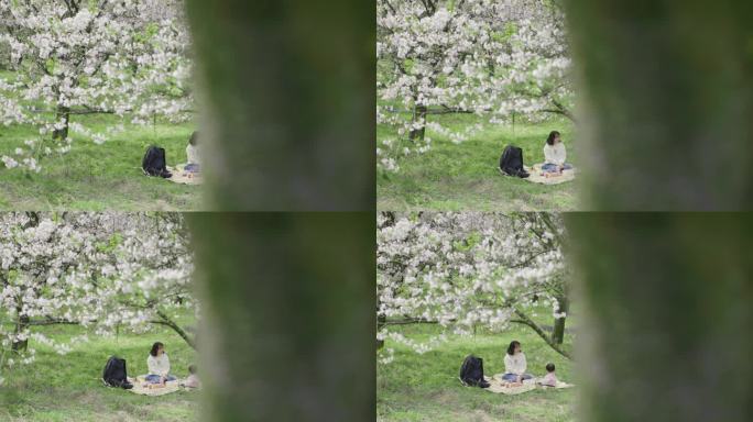 樱花树下的母子 野餐