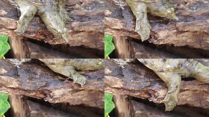 腐烂木头上的菲律宾甲鱼。特写