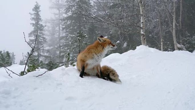 孤独的狐狸在冬天的雪地上行走